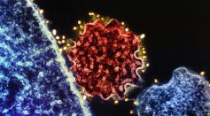 Virus Particle Colorized