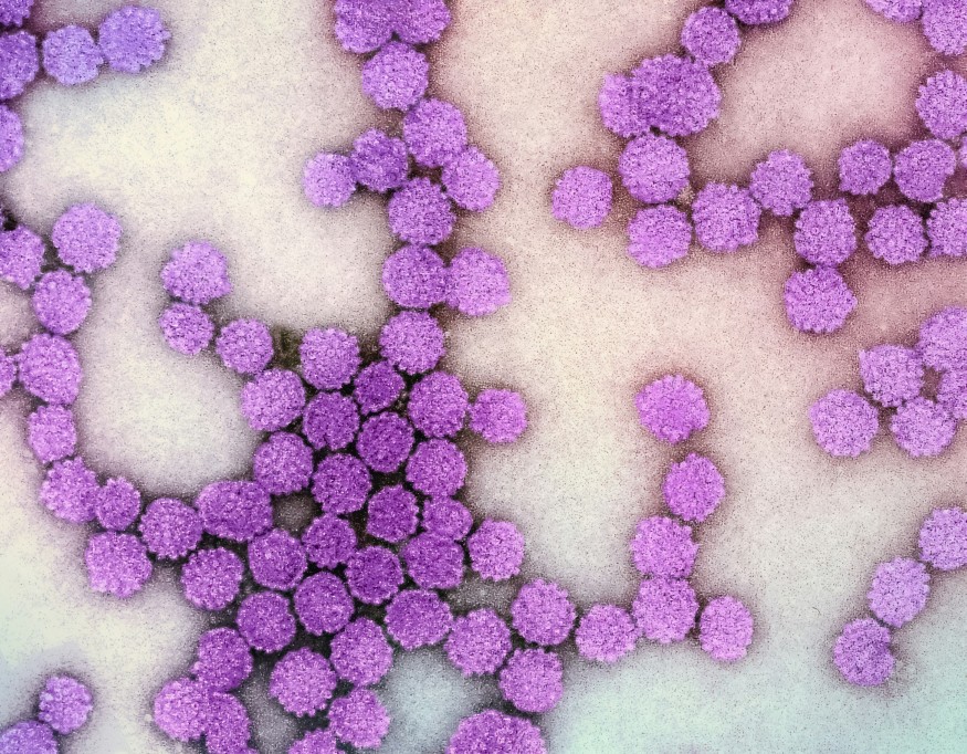 Virus Particles