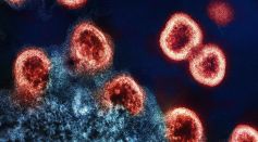 Virus Particles 