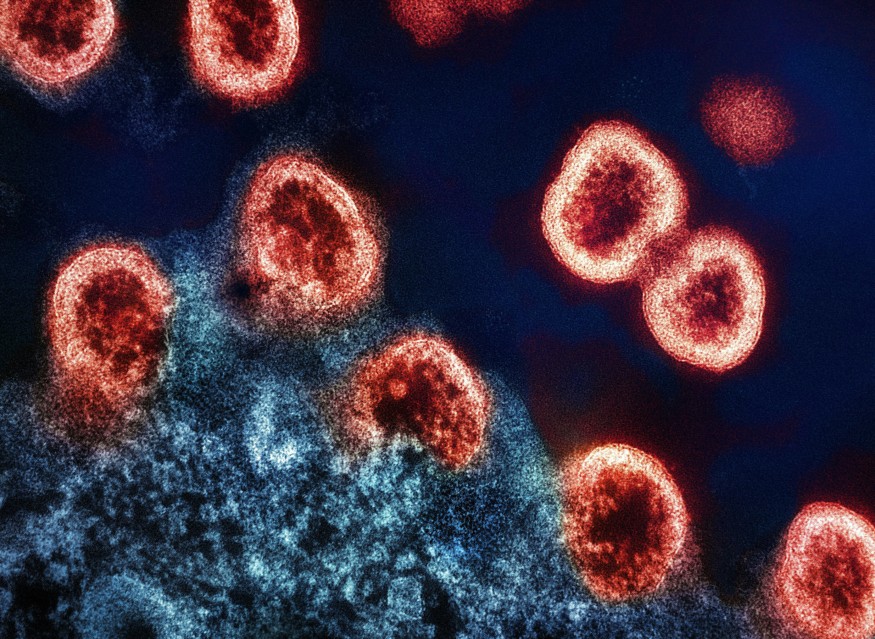 Virus Particles 