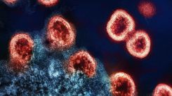 Virus Particles 