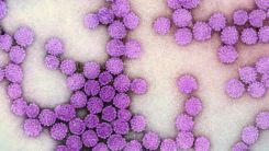 Virus Particles 
