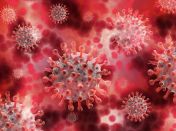 Virus