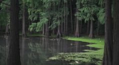Wetland