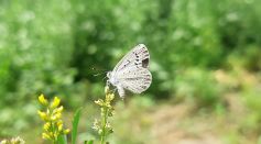 White Butterfly Sitting on Plant