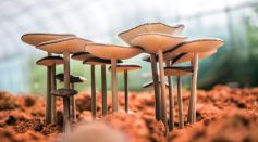 White Mushroom