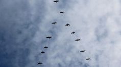 Why Do Birds Fly in V Formation: The Fascinating Science Behind Aerial Teamwork