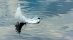 Why Do Objects Float on Water? Understanding the Role of Buoyancy and Density in the Phenomenon of Floating