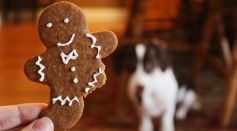 Why Is Gingerbread a Favorite Christmas Treat?