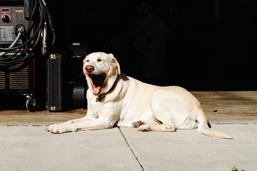 Why Yawns are Contagious in Both Animals and Humans? Scientists Describe This Synchronized Group Behavior