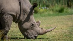 wild rhino