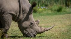 wild rhino