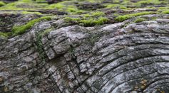 World's Oldest Wooden Structures Dating Back Up To 476,000 Years Found in Zambia; Discovery Could Rewrite Human History