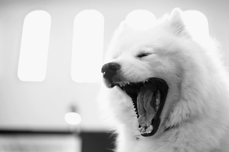 Yawning Animal
