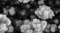 Composite Superstructure Growth Observed in Nanocrystals, Allows More Control in Manufacturing Next-Generation Materials