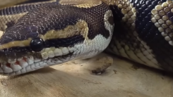 snake